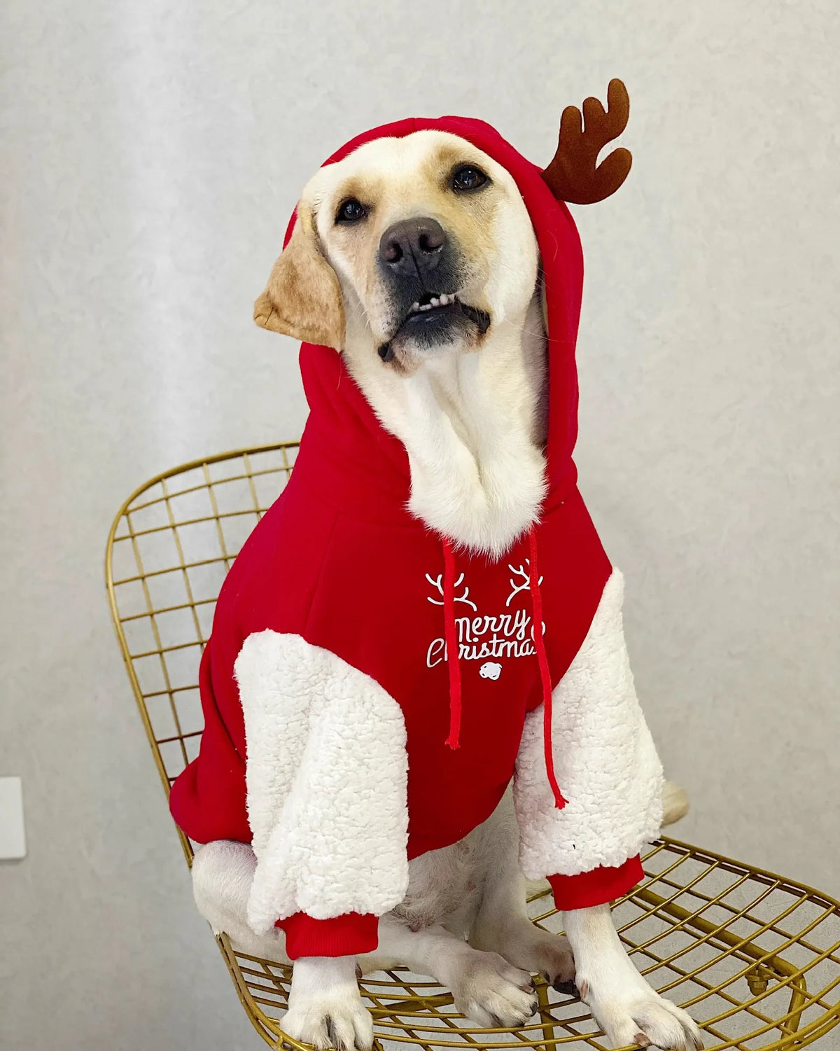 Large dog wearing I YAN winter fleece Christmas fawn sweatshirt, cozy cotton dog clothes for Golden Retriever and Labrador.