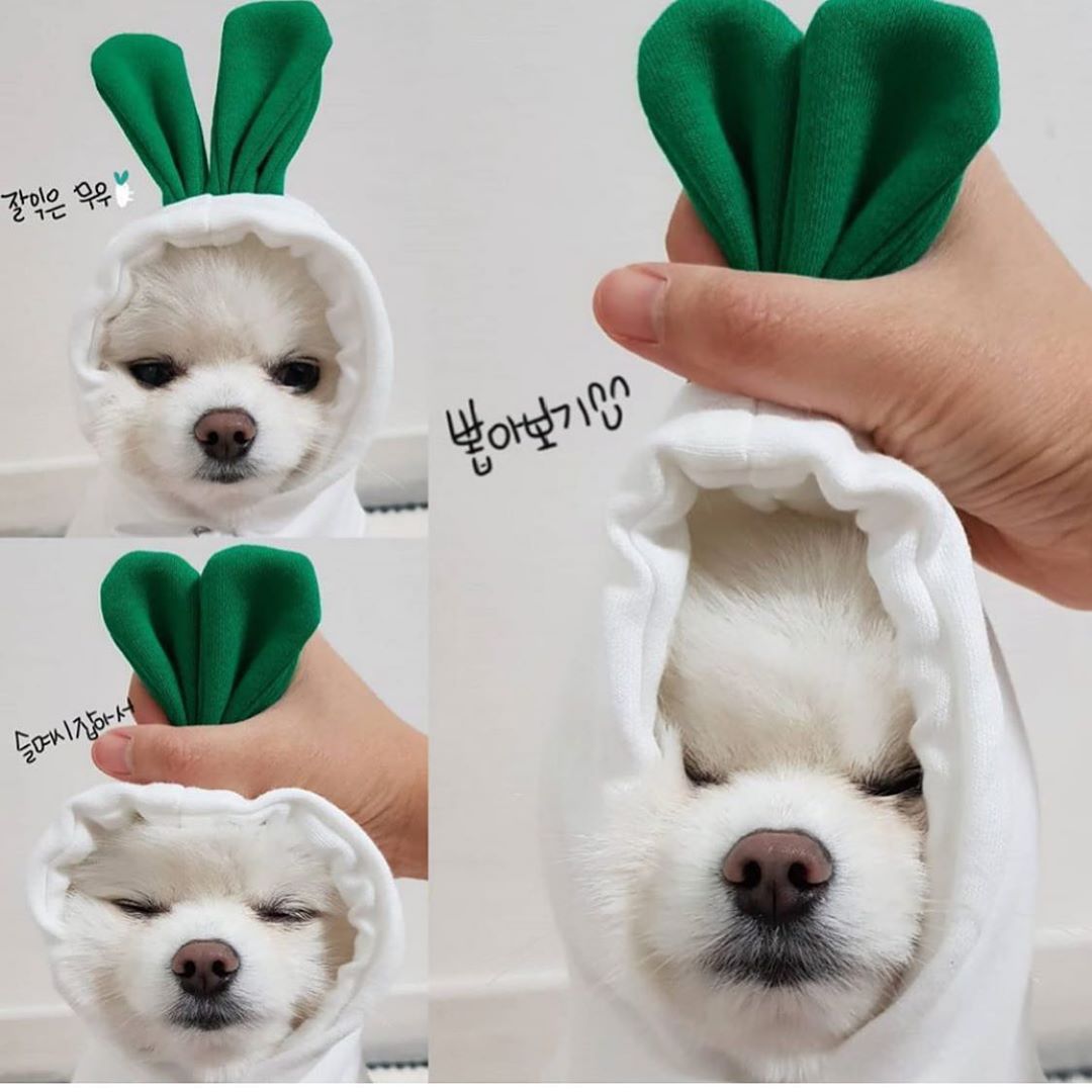 Cute fruit-themed dog hoodie from I YAN, warm fleece coat for small French Chihuahuas and puppies, ideal for winter pet fashion.