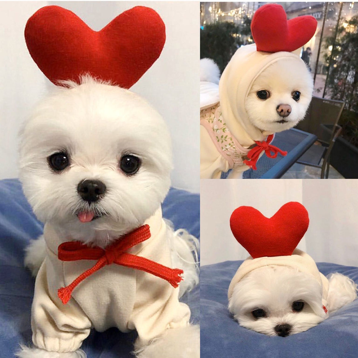 Cute fruit-themed fleece hoodie for small dogs and puppies, featuring colorful fruit prints and cozy winter warmth from I YAN.