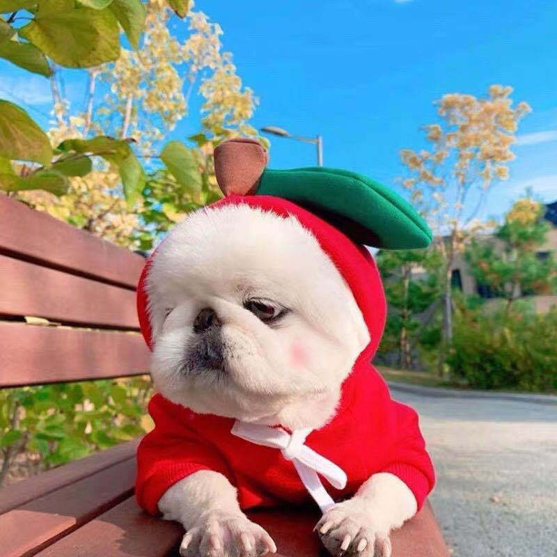 Cute fruit-themed fleece hoodie for small dogs and puppies, featuring colorful fruit designs, perfect for winter warmth and style.