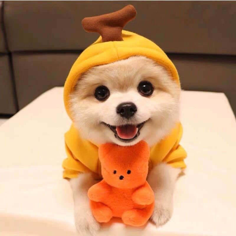 Cute fruit-themed fleece hoodie for small dogs and puppies, featuring colorful fruit patterns and a cozy winter coat for French Chihuahuas.