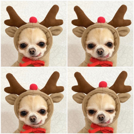 Cute fruit-themed fleece dog hoodie for small French Bulldogs and puppies, warm winter pet clothing by I YAN.