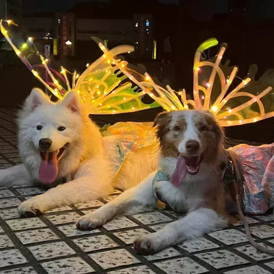 LED glowing butterfly wings for dogs, I YAN pet costume accessory, featuring illuminated butterfly wings for small and medium dogs.