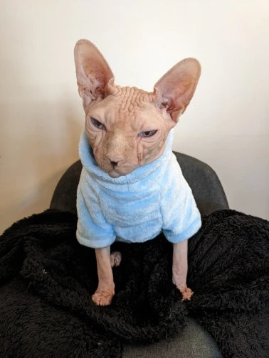 Sphynx cat wearing I YAN stylish sweater and hoodie, kitten clothing and pet jumpsuit for Sphinx cats and small dogs.