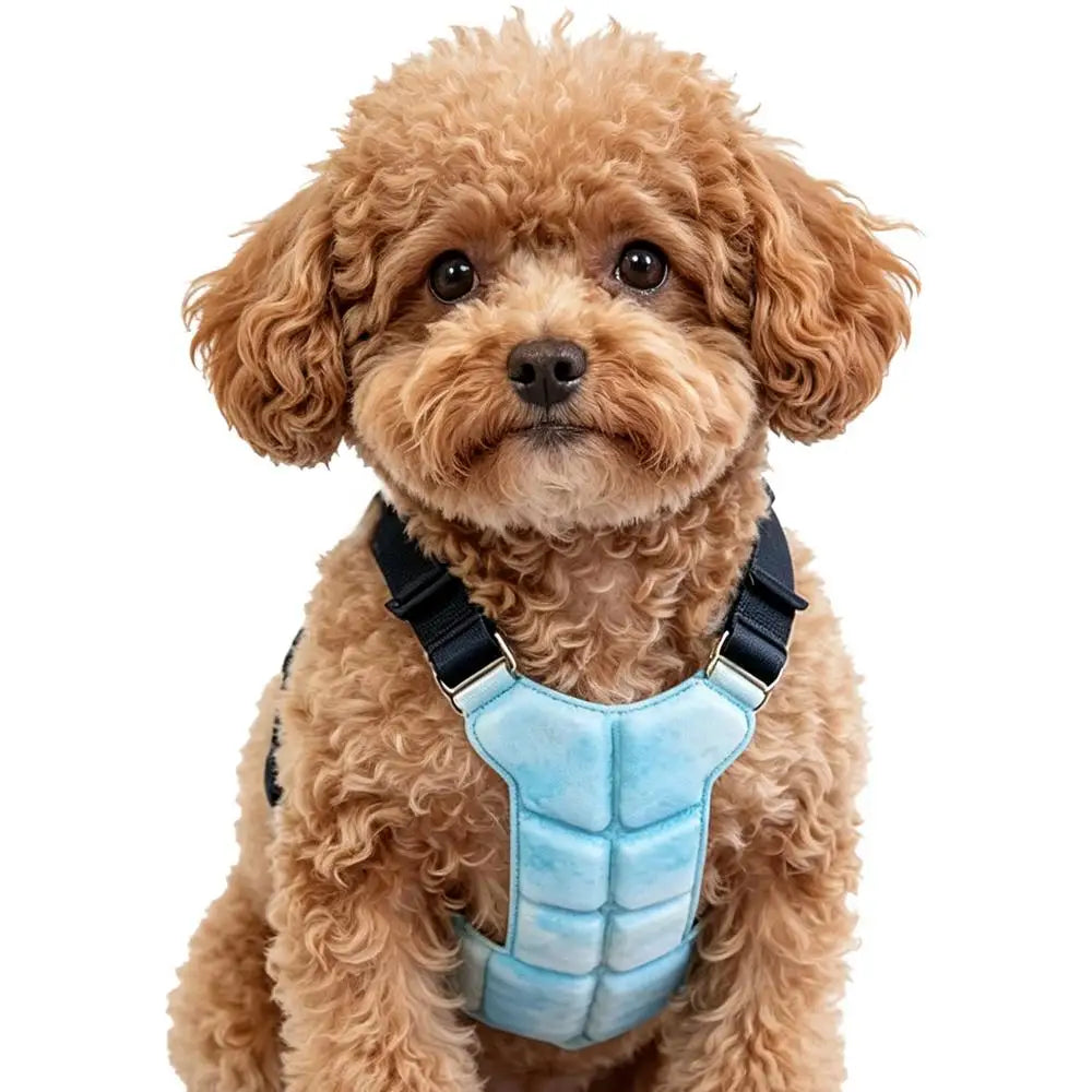 Lightweight I YAN Gel Dog Cooling Vest harness on small dog, designed for heat relief and comfort during warm weather.