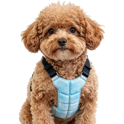 Lightweight I YAN Gel Dog Cooling Vest harness on small dog, designed for heat relief and comfort during warm weather.