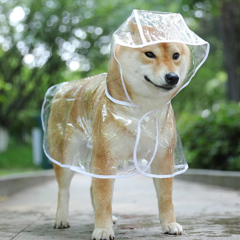 Small dog in I YAN transparent waterproof raincoat with hood, soft PVC material, designed for puppies and small dogs.