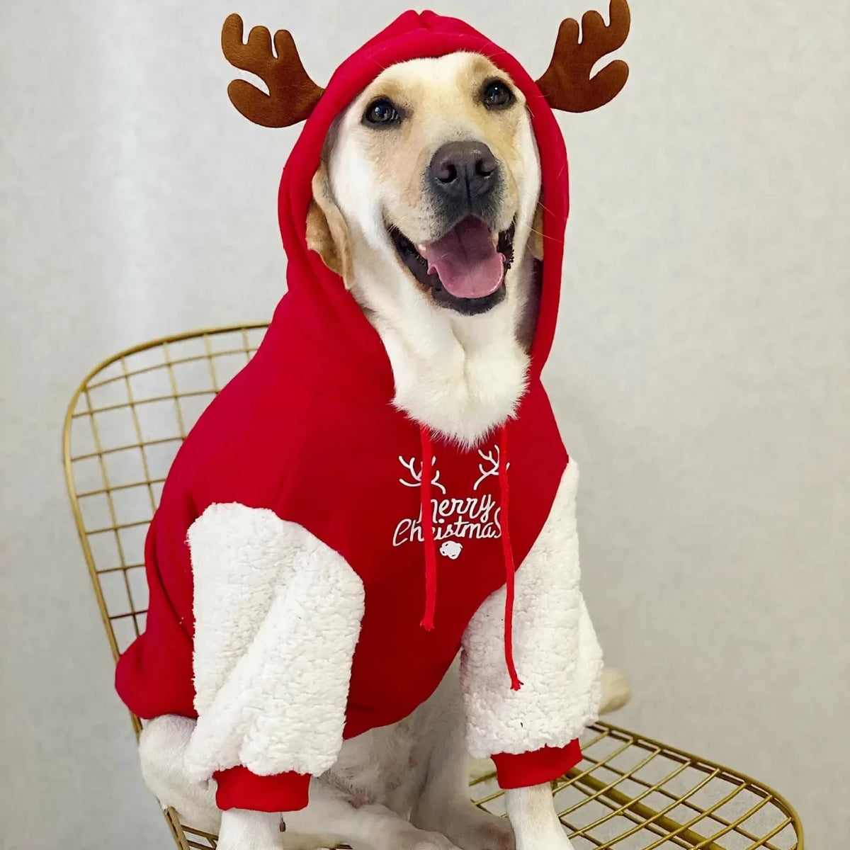 Large Golden Retriever or Labrador wearing I YAN winter pet dog clothes, warm cotton fleece Christmas fawn sweatshirt.
