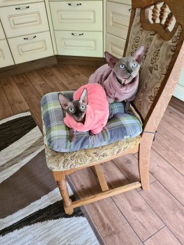 Sphynx cat wearing I YAN fashionable sweater, kitten hoodie, pet jumpsuit, soft clothing for Sphinx cats and small dogs.