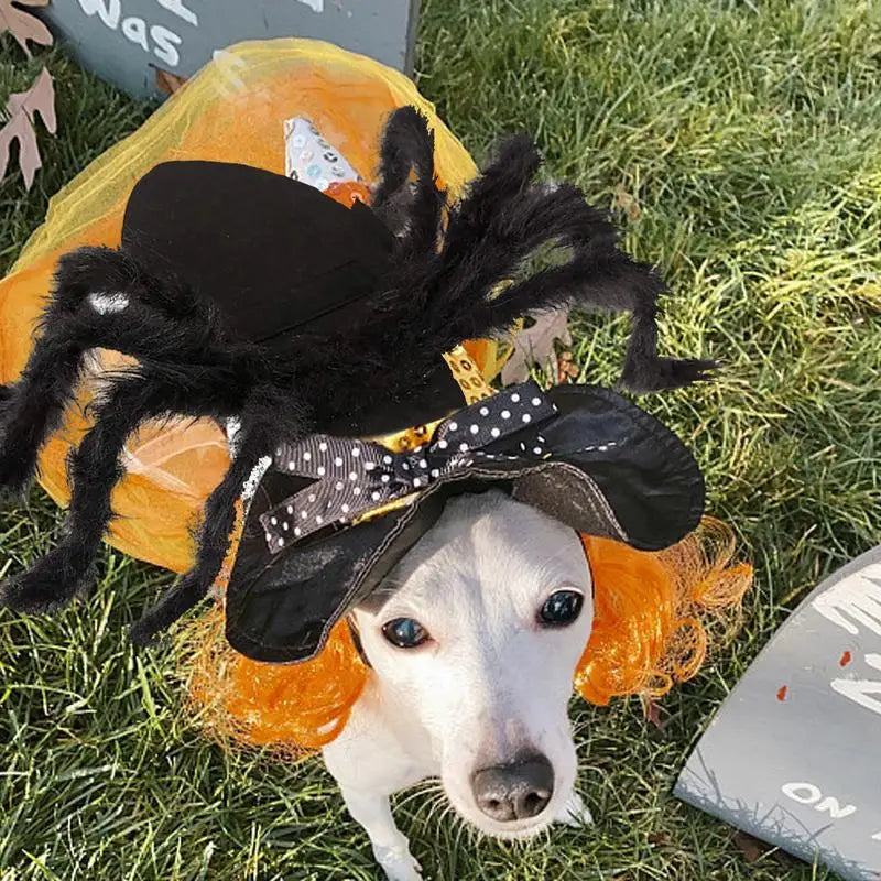 Halloween Spider Costume for Dogs & Cats – Spooky Pet Outfit