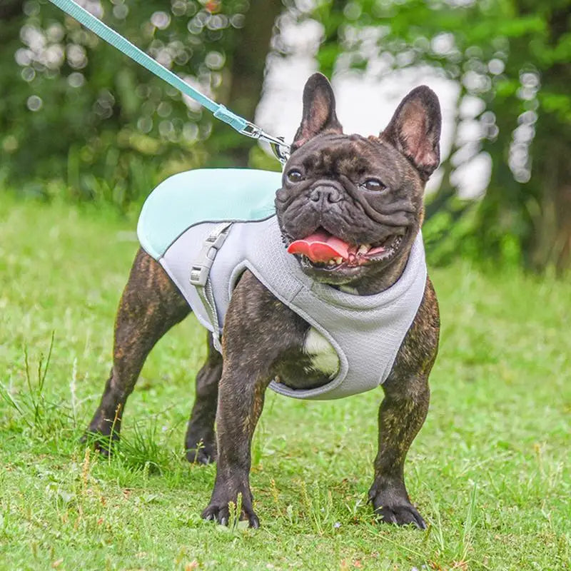 I YAN dog cooling vest, three-layer breathable summer vest for medium and large dogs, designed to keep pets cool and comfortable.