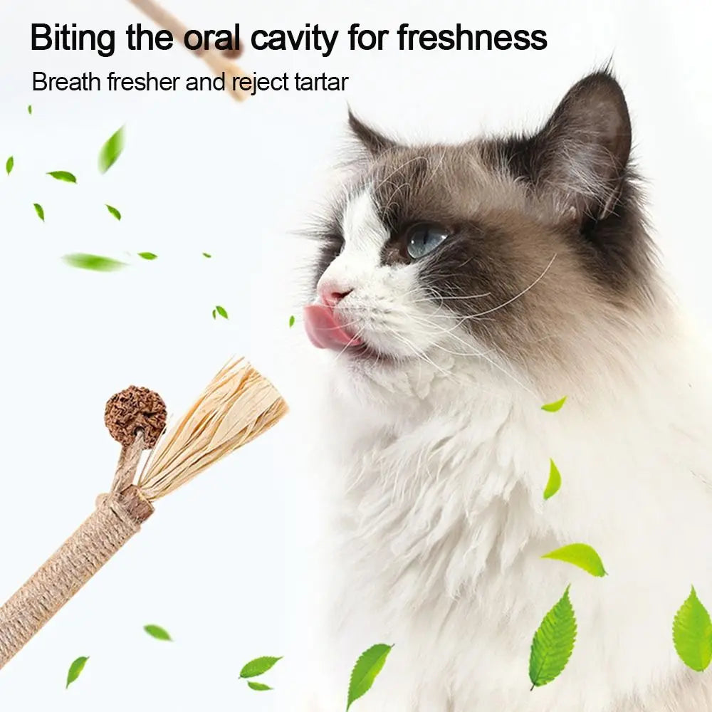 Cat  Silvervine Cat Nip Chew  Chew  Cat Wall  Silvervine Sticks Catnip  Wellness Cat Food Cat Chew Sticks